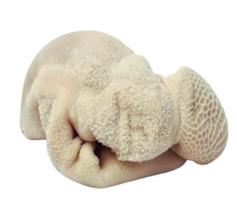 Beef Tripe Whole