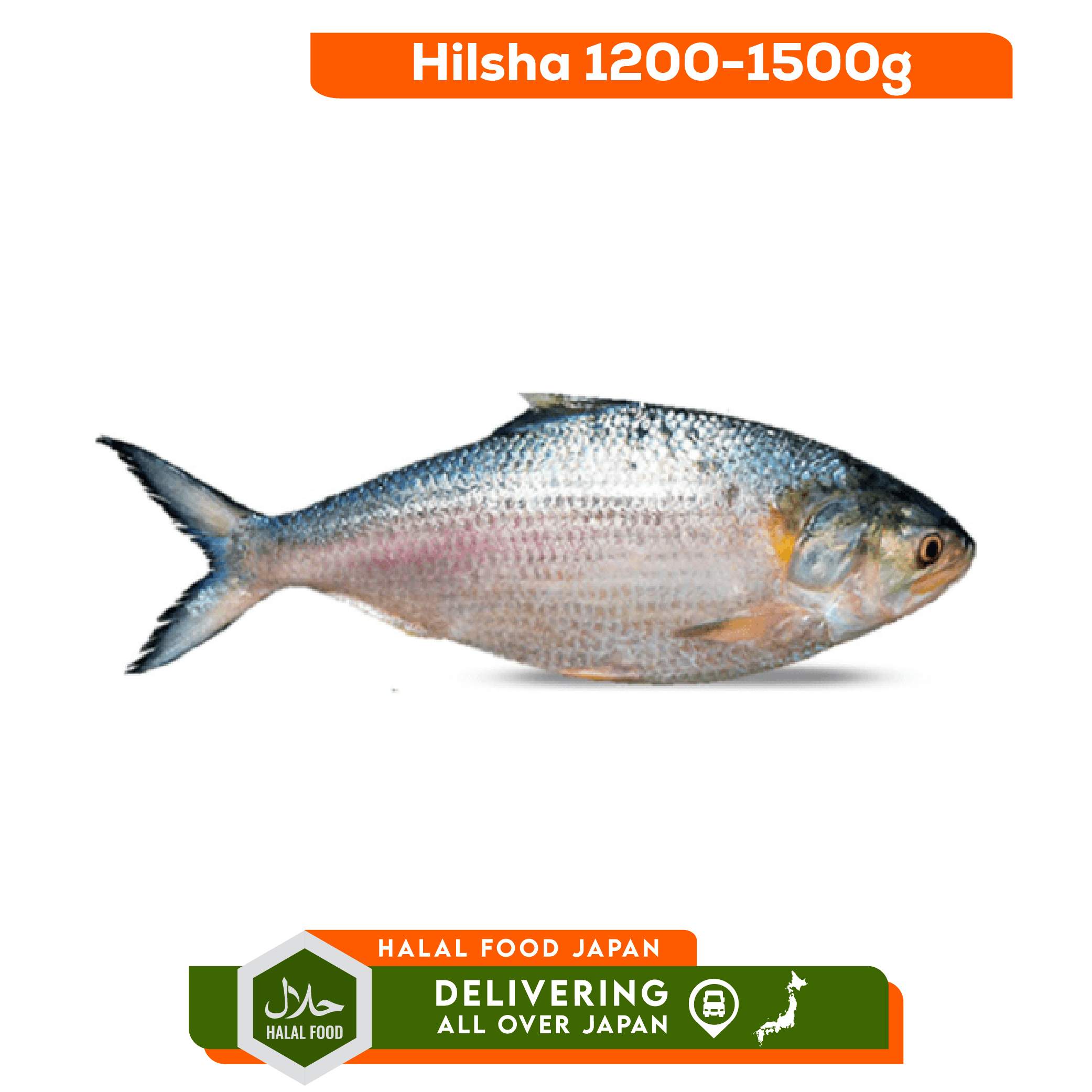 00A 13_Mutton Leg Cut 2kg